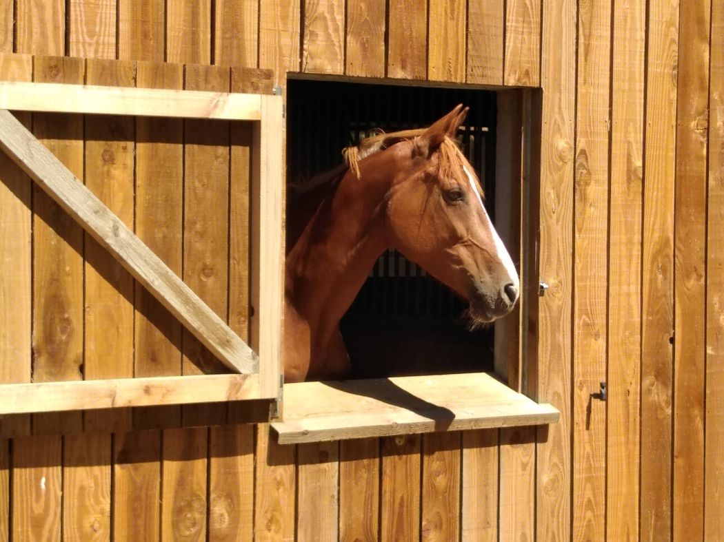 Horse being stabled in his box