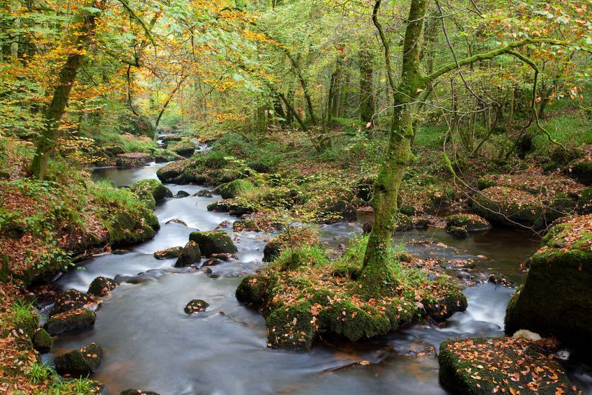 The magnificent forest at Huelgoat in Finistere The magnificent forest at Huelgoat in Finistere